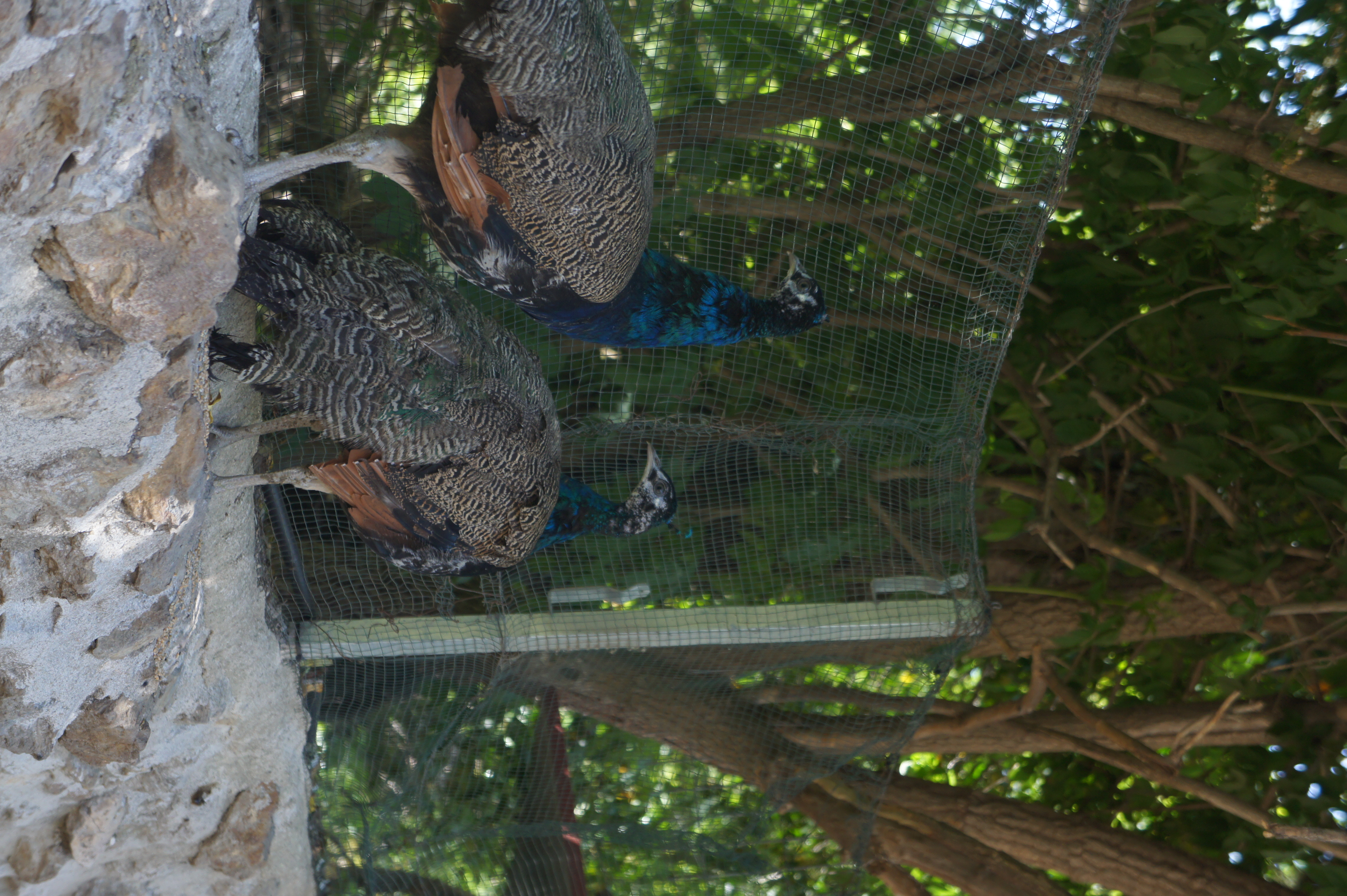 Pavo real El Sosiego